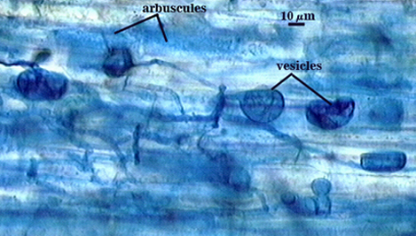 Blue stained roots dark clouds representing arbuscules dark blue sacs representing vesicles