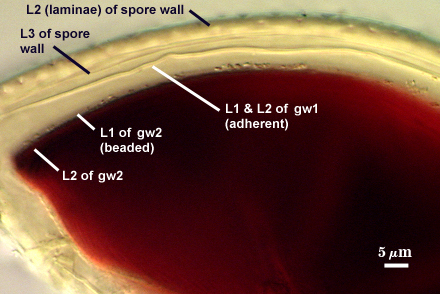 L2 and L3 of spore wall L1 and L2 of gw1 L1 and L2 of gw2