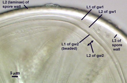 L2 and L3 of spore wall L1 and L2 of gw1 L1 and L2 of gw2