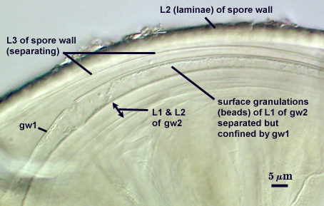 L2 and L3 of spore wall gw1 beads of L1 of gw2 L1 and L2 of gw2