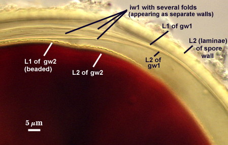 L2 of spore wall L1 and L2 of gw1 iw1 L1 and L2 of gw2