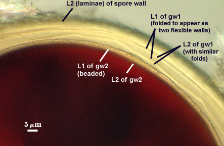 L2 of spore wall L1 of gw1 L2 of gw1 L1 and L2 of gw2