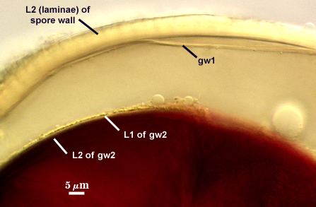 L2 of spore wall gw1 L1 and L2 of gw2