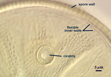 Spore wall flexible inner walls with cicatrix visible
