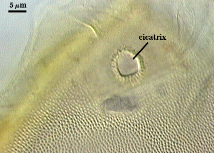 Cicactrix on spore wall