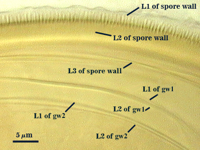 L1 L2 and L3 of spore wall L1 and L2 of gw1 L1 and L2 of gw2