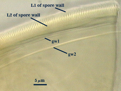 L1 and L2 of spore wall gw1 gw2