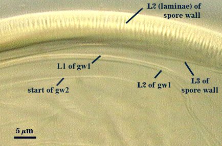L2 and L3 of spore wall L1 and L2 of gw1 start of gw2