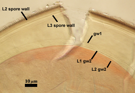 L2 and L3 of spore wall gw1 L1 and L2 gw2