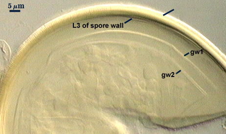 L3 of spore wall gw1 and gw2