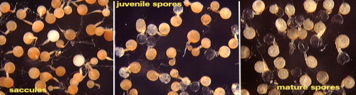 Opaque salmon spheres saccules and juvenile spores mature spores yellow and clear spheres