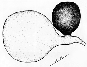 Drawing of saccule and spore budding from saccule neck