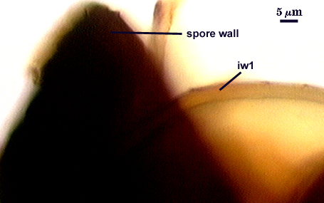 Spore wall iw1