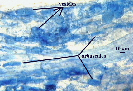 Blue stained roots dark clouds representing arbuscules dark blue sacs representing vesicles