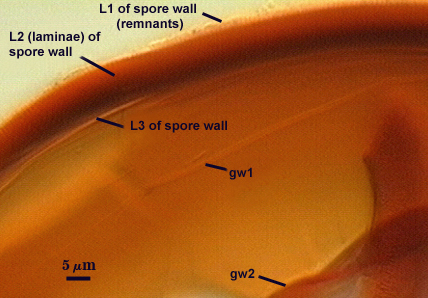 L1 L2 and L3 of spore wall gw1 gw2
