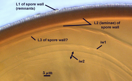 L1 L2 and L3 of spore wall iw1 and iw2