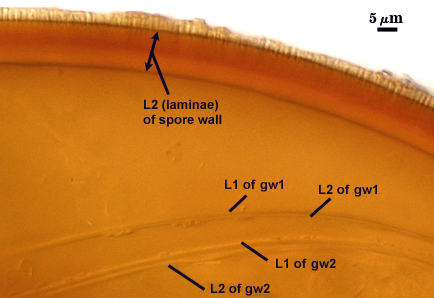 L2 of spore wall L1 and L2 of gw1 L1 and L2 of gw2