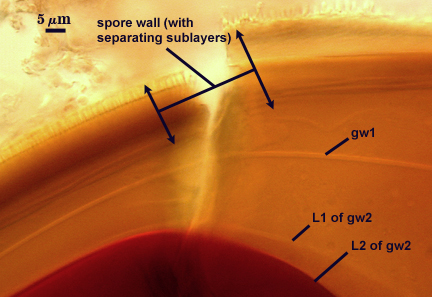Spore wall gw1 L1 and L2 of gw2