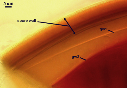 Spore wall gw1 gw2