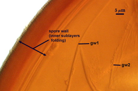 Spore wall inner sublayers folding gw1 and gw2