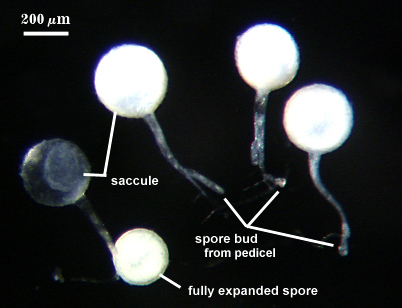 Spores with saccules and buds from pedicel
