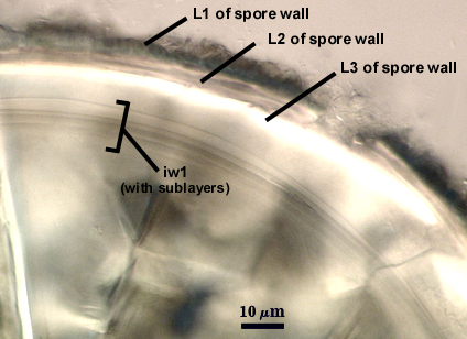 L1, L2 and L3 of spore wall with iw1 and sublayers