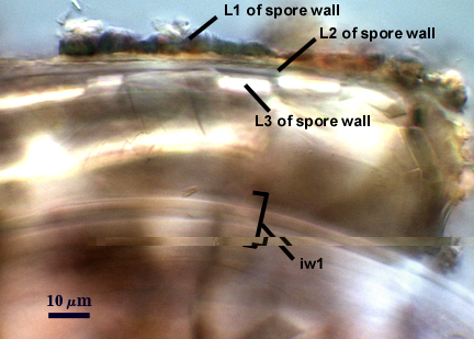 L1, L2 and L3 of spore wall with iw1