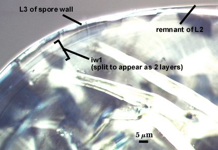 Remnant of L2, L3 of spore wall and iw1 split to appear as 2 layers