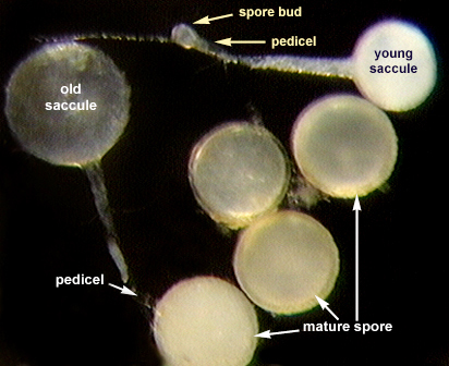 spores throughout their lifecycles