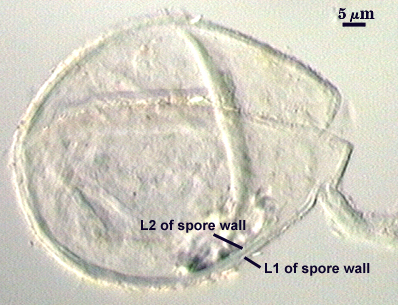 L2 and L1 of spore wall