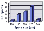 Leptoticha morph distribution size