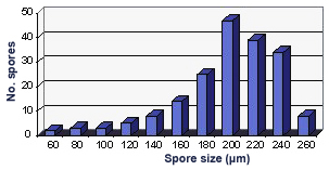 Leptoticha distribution size