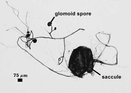 Mode of spore formation from saccules
