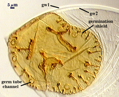 Gw1 gw2 germination shield and germ tube channel