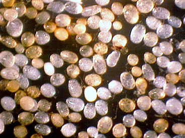 Oblong sparkly clear to yellow brown spores