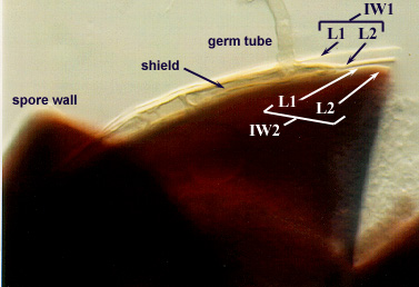 Spore wall shield germ tube iw1 iw2