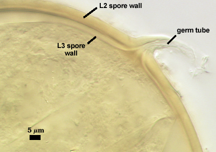 germ tube emerging contiguous with L2 L3 spore wall