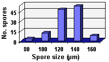 Size distribution graph longer left tail