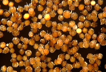 mature with surface deberis fuzzed spheres