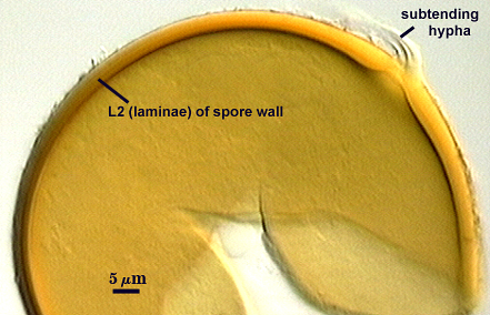 smashed spore  L2 distinct curved line