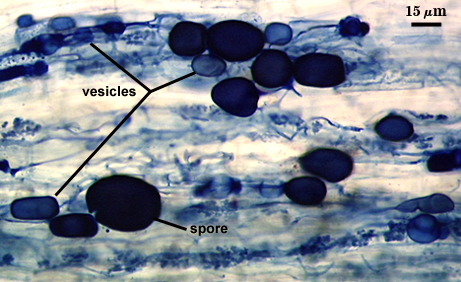 vesicles dark stained bubble like structures in lighter root tissues