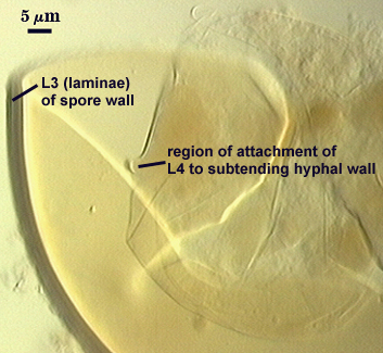 L3 laminae of spore wall and region of attachment of L4 to subtending hyphal wall