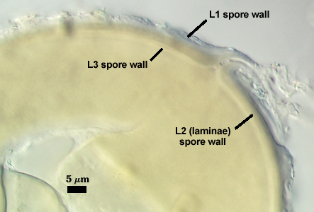 L1, L2 and L3 spore wall