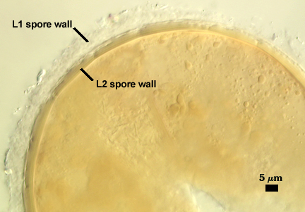 L1 and L2 spore wall