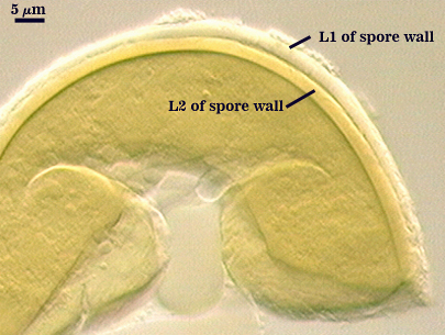 L1 and L2 spore wall
