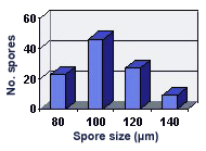 Size distribution graph slight right skew