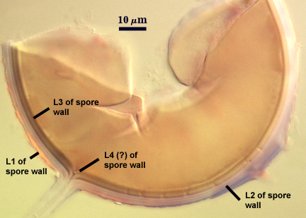 L1, L2, L3 and L4 of spore wall