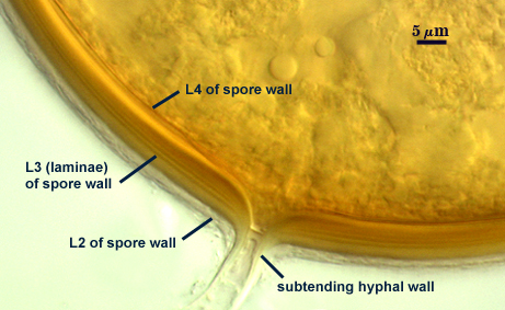 L2 L3 and L4 of spore wall subtending hyphal wall