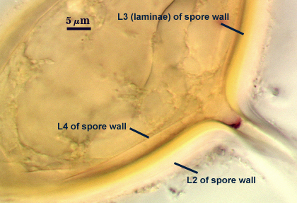 L2 through L4 of spore wall