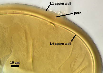 L3 and L4 spore wall and pore